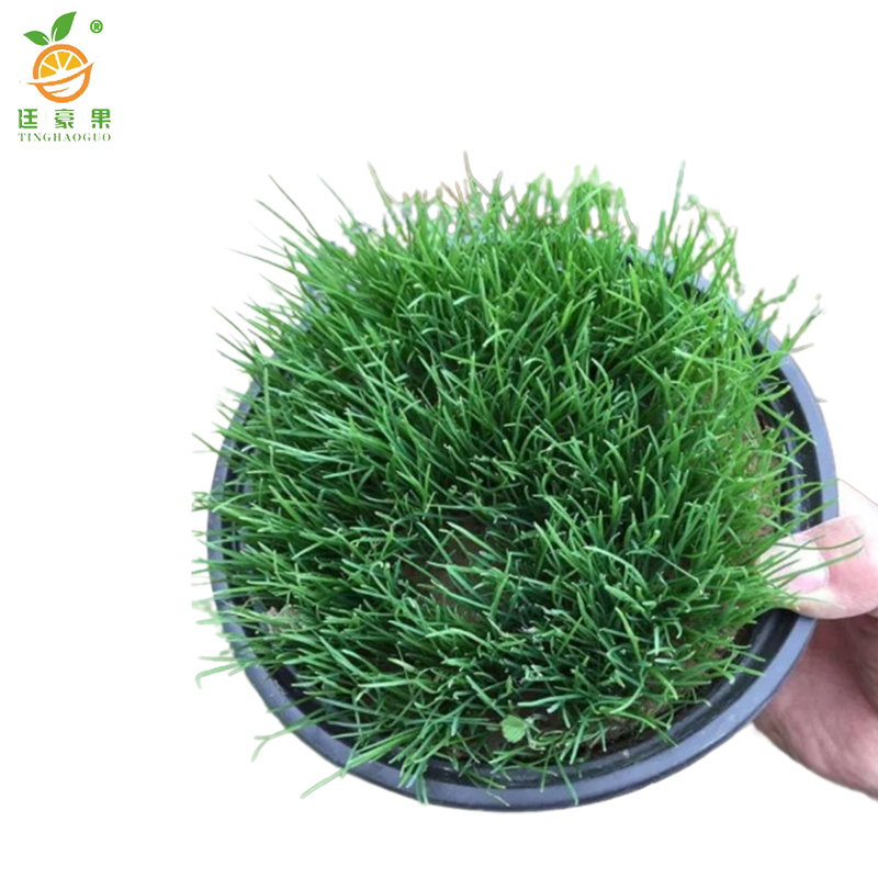 廷豪果 灌木草组合草籽 绿化草坪种子 净籽 /千克高清大图