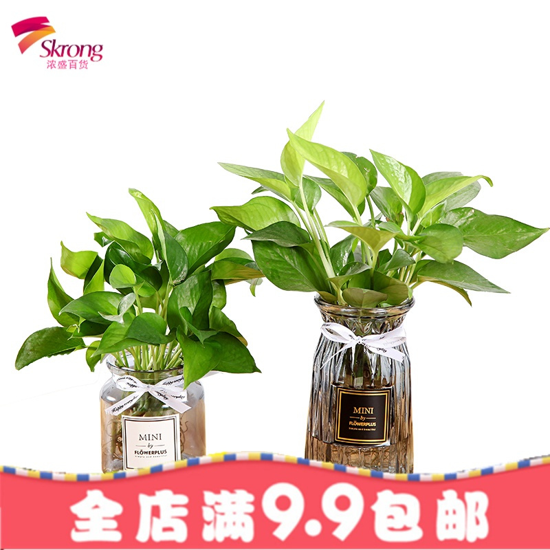 创意玻璃花瓶欧式简约水养植物绿萝器皿客厅摆件 鲜花水培干花瓶
