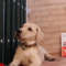 多多名宠拉布拉多幼犬导盲犬拉布拉多幼犬小型犬宠物狗狗中大型犬宠物级血统级均有