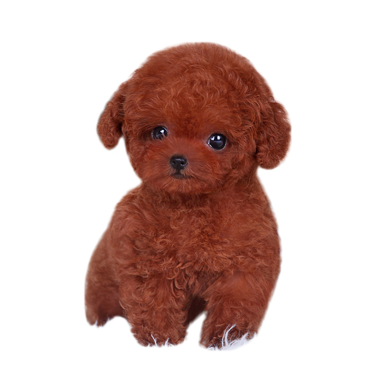 麦比佳宠物泰迪犬幼犬 狗狗活体 纯种血统级小体茶杯泰迪贵宾犬 迷你玩具型微小体 卷毛贵宾犬茶杯犬视频挑选高清大图