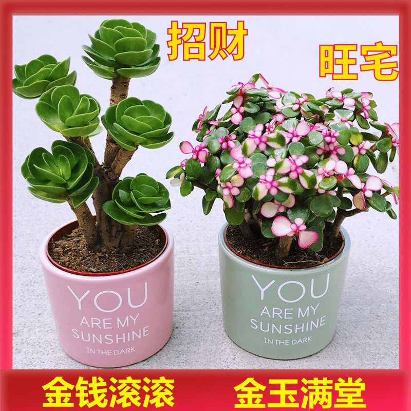 多肉植物 金钱树盆栽室内绿植阳台桌面金钱木老桩金枝玉叶花卉报价 参数 图片 视频 怎么样 问答 苏宁易购