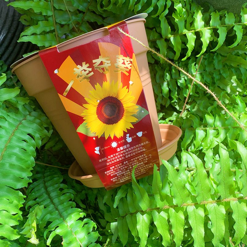 花彩师一举夺葵营养土种子组合种植开年好运