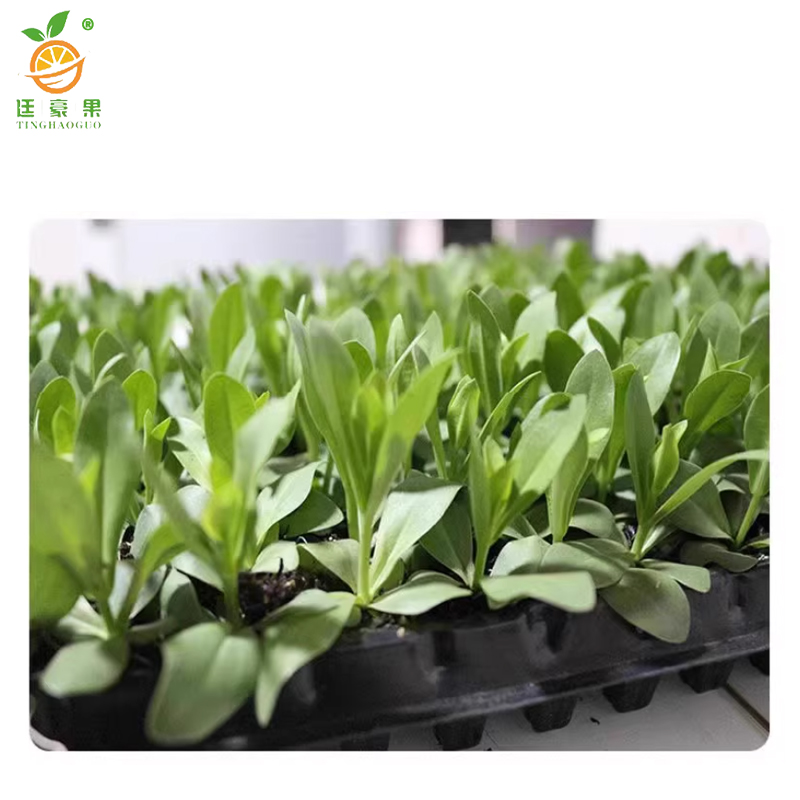 廷豪果 洋桔梗 杯苗 /盆高清大图