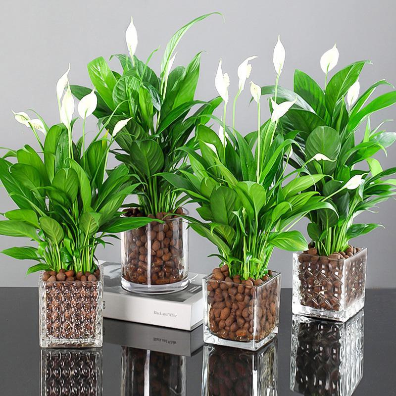 水培红掌白掌盆栽一帆风顺花卉植物室内好养绿植鸿运当头四季开花