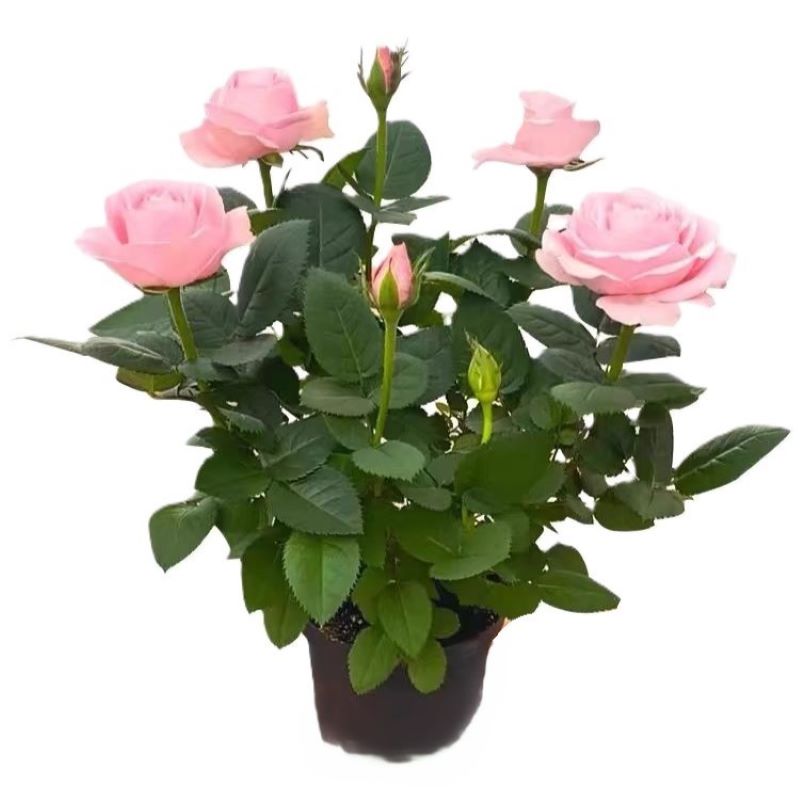 东方能展 花卉 月季花 4-6分枝 棵高清大图