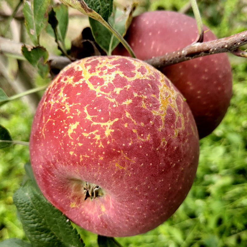 四川大凉山盐源丑苹果冰糖心当季新鲜水果嘎啦红富士带箱10斤三天内