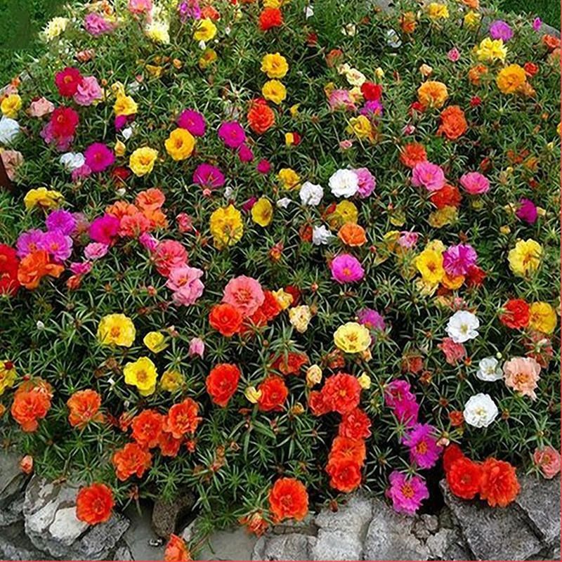 混色重瓣太阳花种子古达室内外阳台播种盆栽花卉种籽孑四季开花不断报价 参数 图片 视频 怎么样 问答 苏宁易购