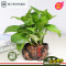 [满4送1]精品财树幸福树绿萝富贵竹文竹碧玉桌面绿植懒人盆栽(请先与客服确认再下单)