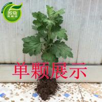 盆栽菊花苗菊花大苗室内庭院花卉绿植四季菊花大苗当年开花蓝冰冰一颗不含盆