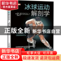 冰球运动解剖学