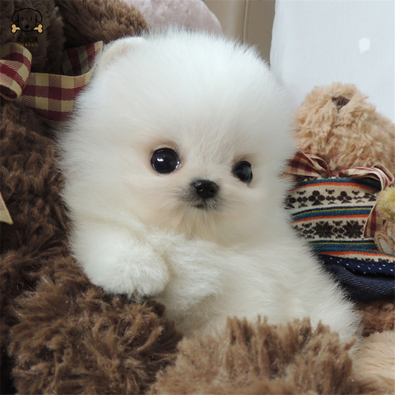 麦比佳狗狗活体 纯种博美犬幼犬哈多利系球体博美俊介狗长不大茶杯犬玩具型迷你袖珍博美宠物狗微小体杯子狗高清大图