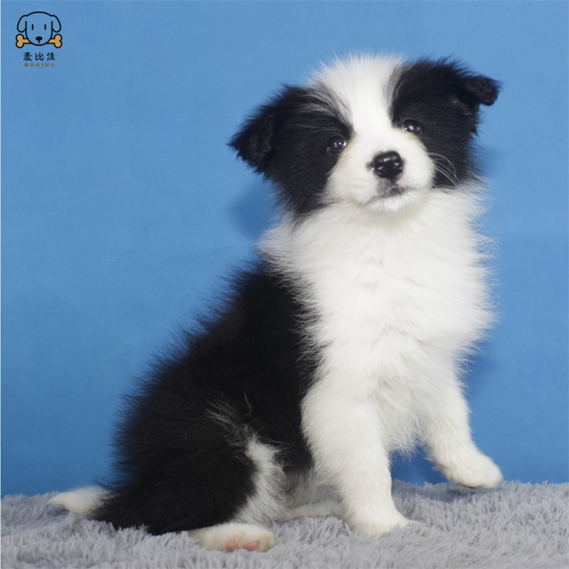 麦比佳 纯种边境牧羊犬幼犬 边牧狗狗活体幼犬双血统赛级高品质黑白三通牧羊犬 高智商边境宠物狗三通七白大围脖高清大图