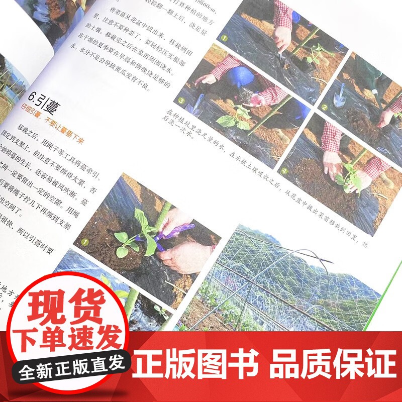 家庭小菜园 藤田智 著 家居高清大图