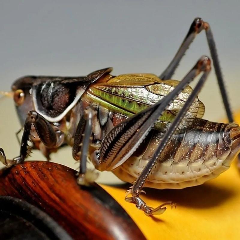 蝈蝈笼一个蝈蝈鸣虫冬蝈蝈活体大肚子蝈蝈野生叫蝈蝈铁蝈蝈绿蝈蝈笼子
