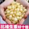 左旋VC原液逆时空胶囊维生素C变白修复肌肤分解黑色素强淡化色斑 VC美白胶囊 10粒/体验装 袋装