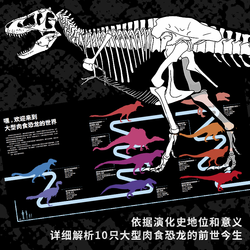 [正版]恐龙博物馆:大型肉食恐龙 赵闯杨杨 纸上的IMAX体验 重返神秘恐龙时代 恐龙爱好者 少儿科普读物 儿童文学