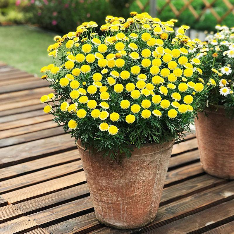 玛格丽特姬小菊球菊盆栽带花菊花千头菊小雏菊花苗四季视频