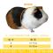 140mc简易版_ 荷兰猪牵引绳豚鼠幼兔牵引绳溜猪猪兔兔龙猫胸背带豚鼠荷兰猪用品