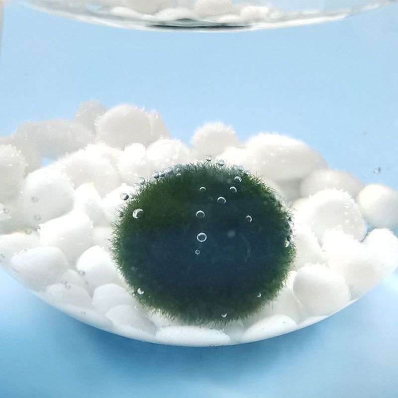 marimo海藻球生态瓶马里莫创意迷你植物送朋友礼物礼盒水草绿藻球冲鸭