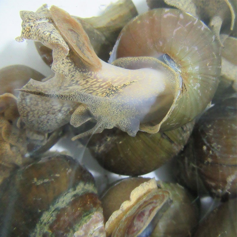 微山湖田螺清水螺蛳石螺新鲜螺丝现捕包活五斤装