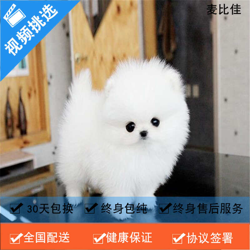 麦比佳 纯种哈多利系球体博美犬活体动物 茶杯博美犬 日系俊杰双血统长不大的茶杯狗白色博美犬 赛级博美犬活体狗狗纯种博美犬高清大图