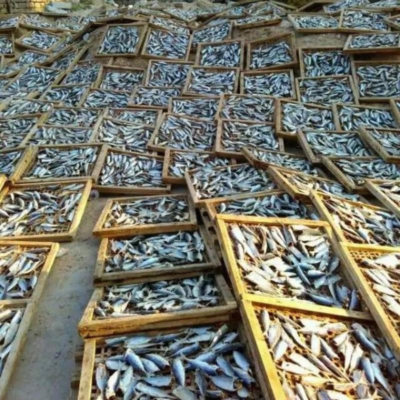 咸鱼干小鱼干特产巴浪鱼干新鲜鳀鱼海鱼海鲜咸鱼干货500g 1斤