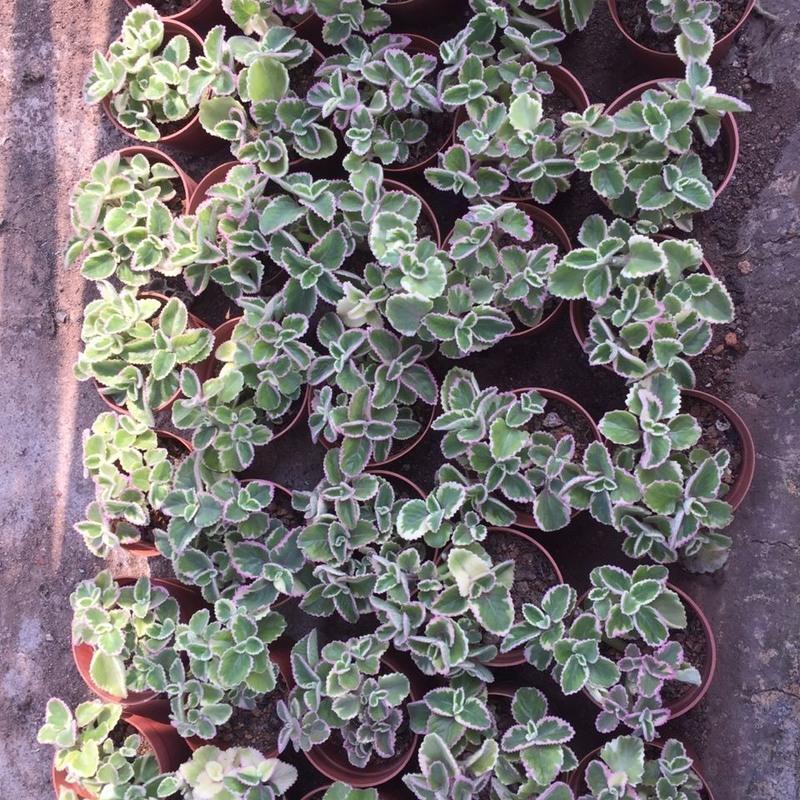 多肉植物碰碰香锦覆轮锦带香味薄荷多肉植物新款办公室盆栽碰碰香锦