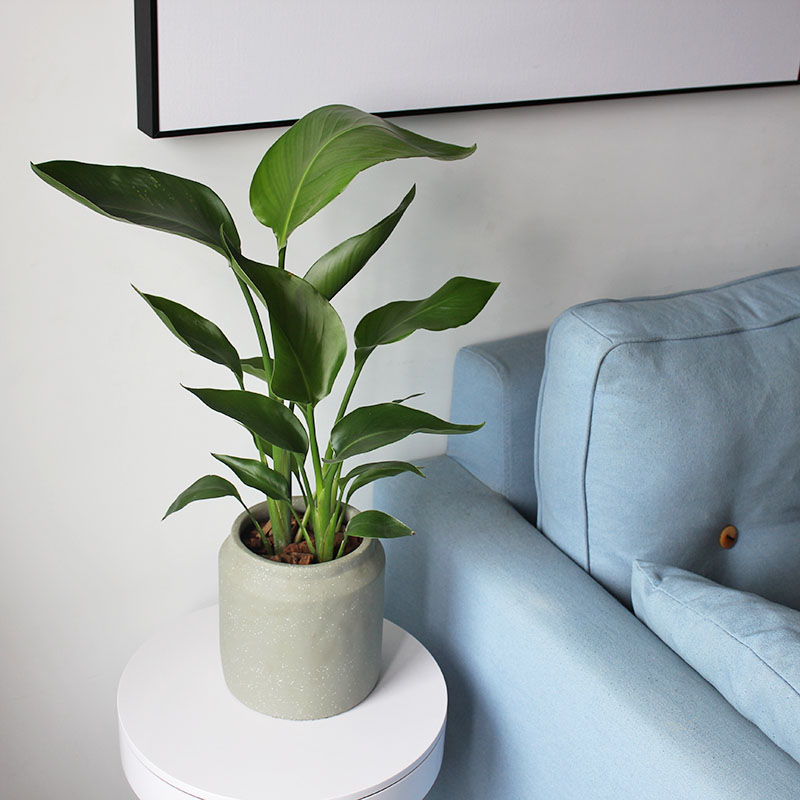 北欧风天堂鸟弹痕鹤望兰室内植物盆栽网红绿植净化空气好养北欧浅灰盆 天堂鸟 种好 带盆栽好图片 高清实拍大图 苏宁易购