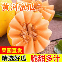 陈小四 黄河蜜瓜 5斤 黄金瓜新鲜水果甜瓜哈密瓜 苏宁 生鲜 陈小四水果