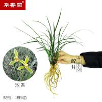 春兰【皎月】绿植花卉兰花苗银边金边复轮浓香耐花卉盆栽客厅阳台卧室办公桌室内皎月1棵6苗裸根货
