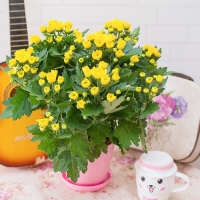 莱州格润 菊花盆栽花卉多头菊雏菊鲜花盆栽阳台室外室内庭院花苗千头菊带花绿植四季花卉茉莉盆