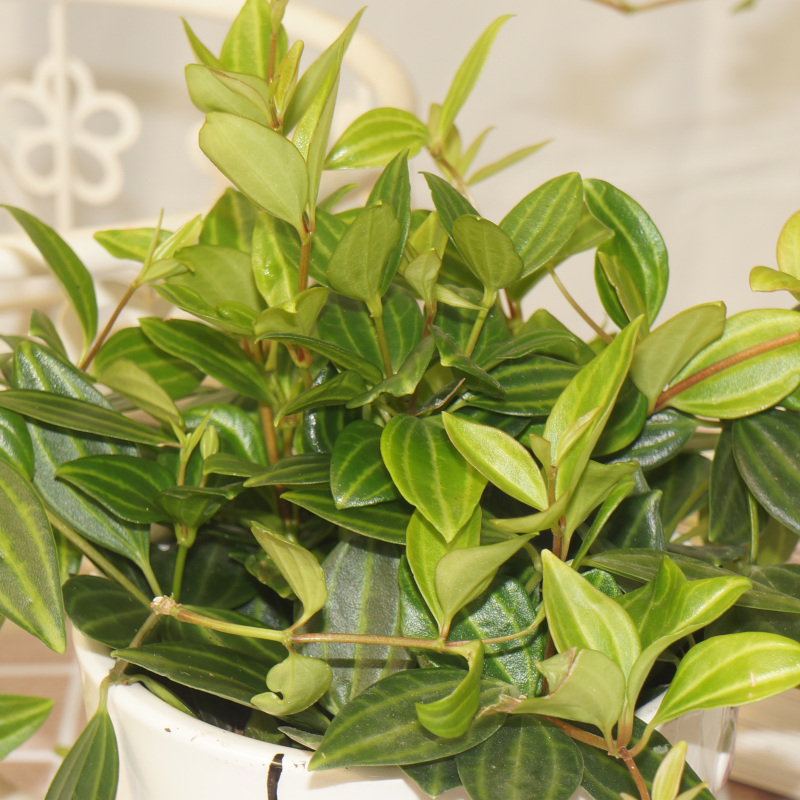 钻石翡翠/白脉椒草叶片会变色攀援类盆栽绿植垂吊花卉可叶插分盆耐干好养易过冬适合帮办公书房厨房窗户旁茶几玄关