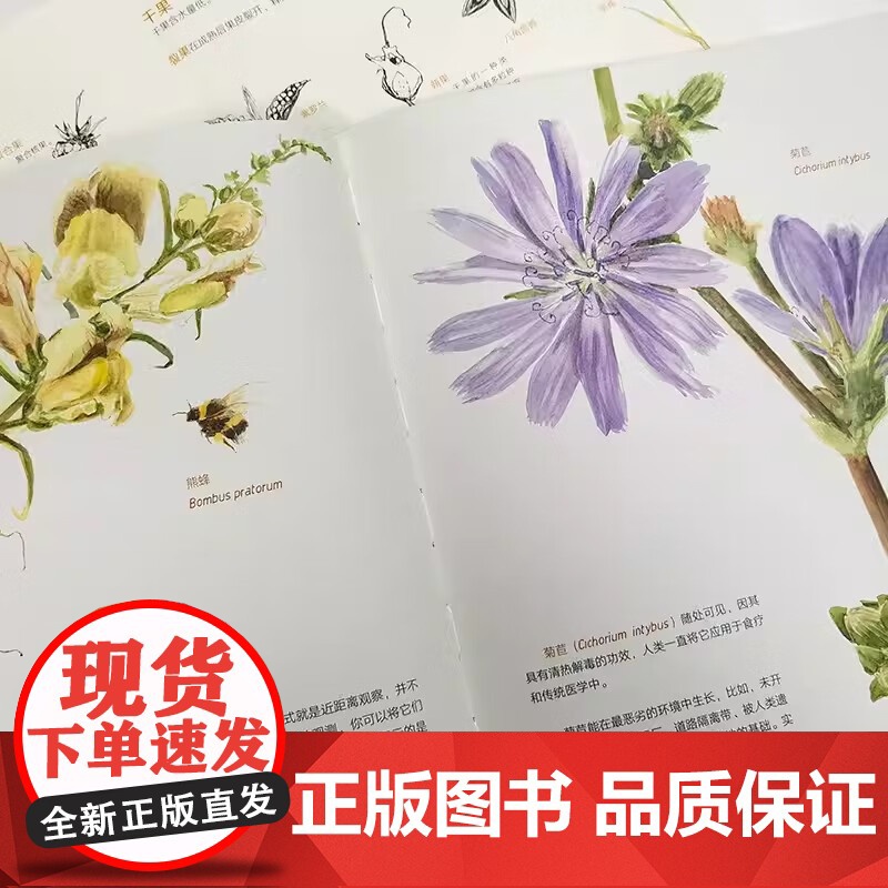 一粒种子中的世界意大利生态教育绘本3到6岁儿童书籍幼儿园阅读专用揭秘神奇能力一本颠覆孩子对种子认知与想象的书讲述了奇妙故高清大图
