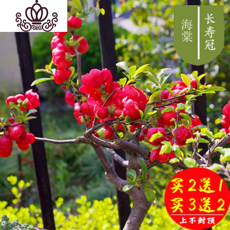 封后海棠花盆栽花卉植物室内花四季海棠树苗盆景树桩好养的花四季开花24 长寿冠海棠5年苗不含盆图片 高清实拍大图 苏宁易购