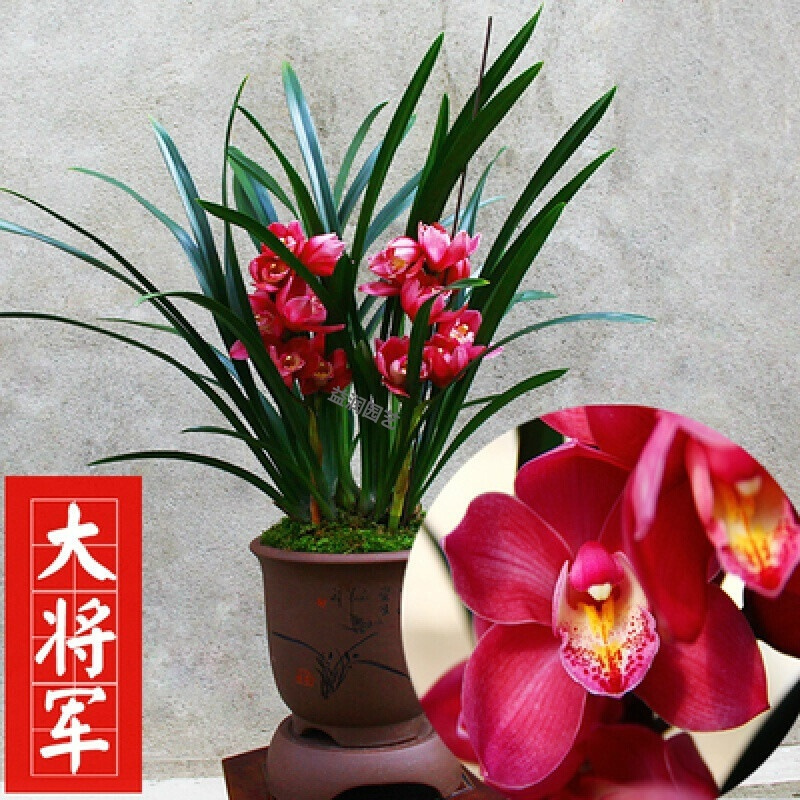 红贵妃6苗(送肥) 不含盆视频介绍_回固香的九头兰兰花红贵妃兰花名贵