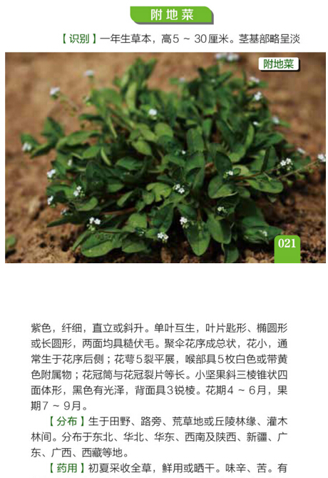 [醉染正版]500种野菜野外识别速查图鉴中医养生书籍大全自然生物科学植物草药识别学百科全书健康饮食谱书野外效游探险生活常高清大图