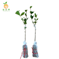 廷豪果 灌木树苗 可选品种 高度1m-1.2m /棵