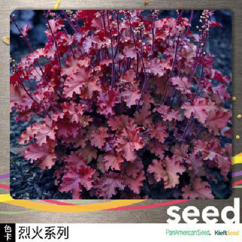 回固矾根种子盆栽花种子珊瑚玲种子彩叶种子地被植物烈火50粒图片 高清实拍大图 苏宁易购