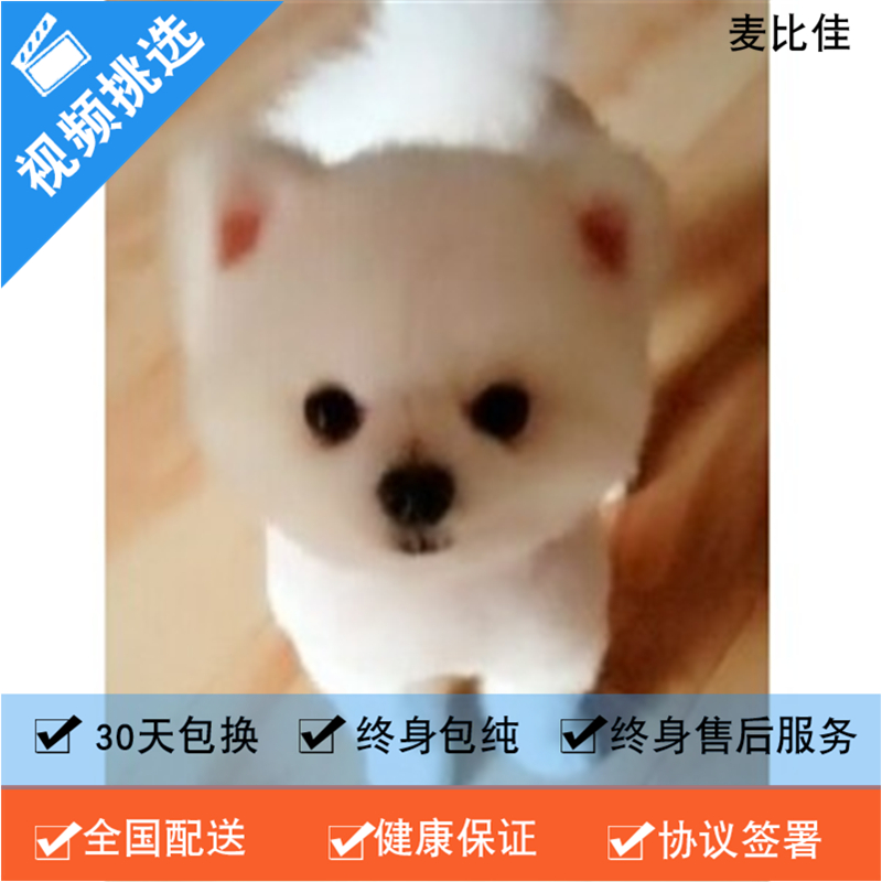 麦比佳 纯种哈多利系球体博美犬幼犬俊介 茶杯博美犬 日系俊杰双血统长不大的茶杯狗白色博美犬 小体博美俊介犬宠物狗狗活体高清大图