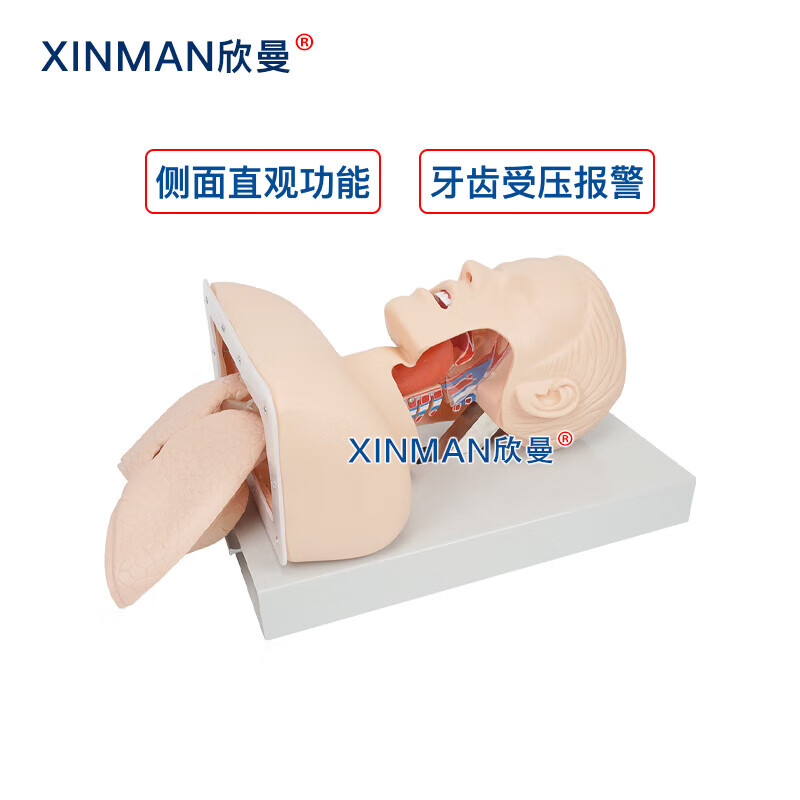 欣曼科教 高级成人气管插管操作训练模型 气道管理模拟人 急救气管插管模拟人XM-5800高清大图