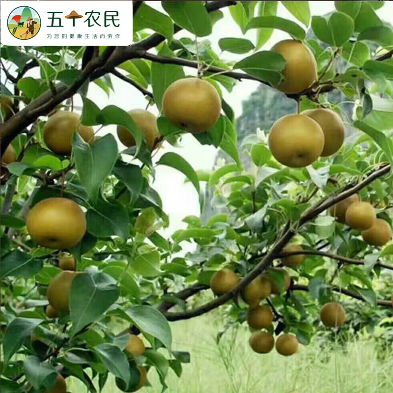 [五个农民]湖北省农科院百里洲砂梨精品金蜜脆梨5斤应季新鲜水果