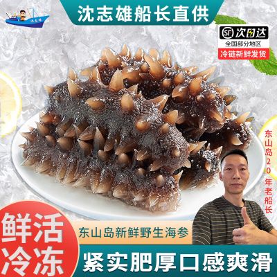 沈志雄东山岛澳角村海参新鲜海参刺参六排刺的海参小米粥年货年夜饭送礼10个一盒