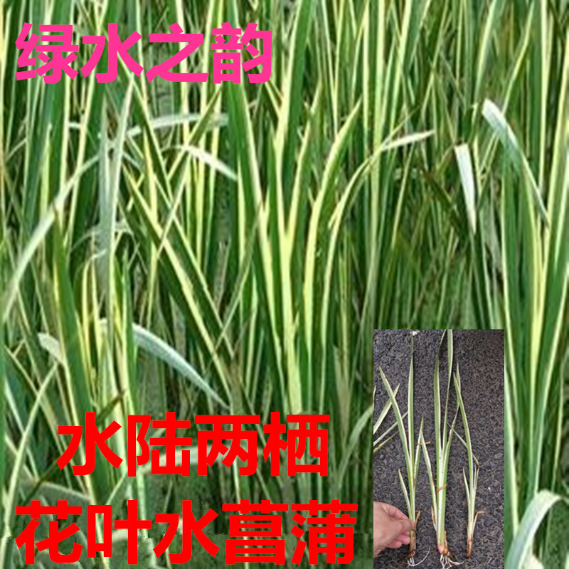 萧以墨园艺用品附石菖蒲盆景金线石菖蒲草龙根香味虎须文房水培植物栽培微景 价格图片品牌报价 苏宁易购斯亚特家居专营店