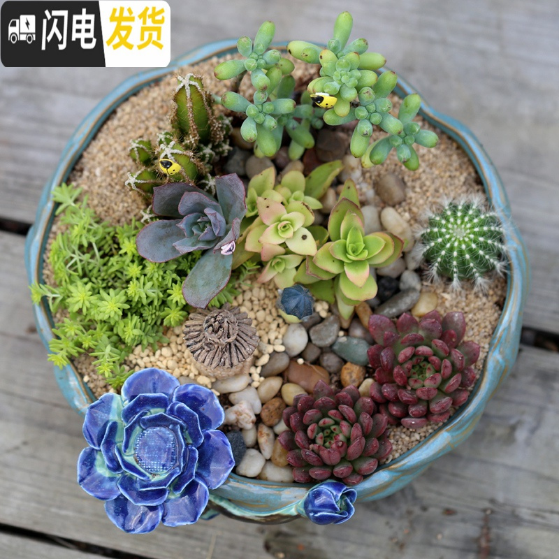 三维工匠大口径多肉花盆陶瓷透气肉肉绿植拼盘粗陶特大号 2个紫砂盆 中等花盆容器