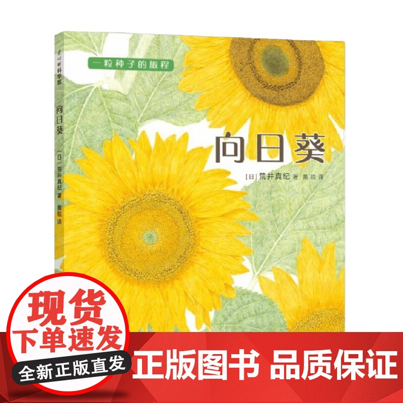 向日葵 3-6岁 荒井真纪 著 科普百科高清大图