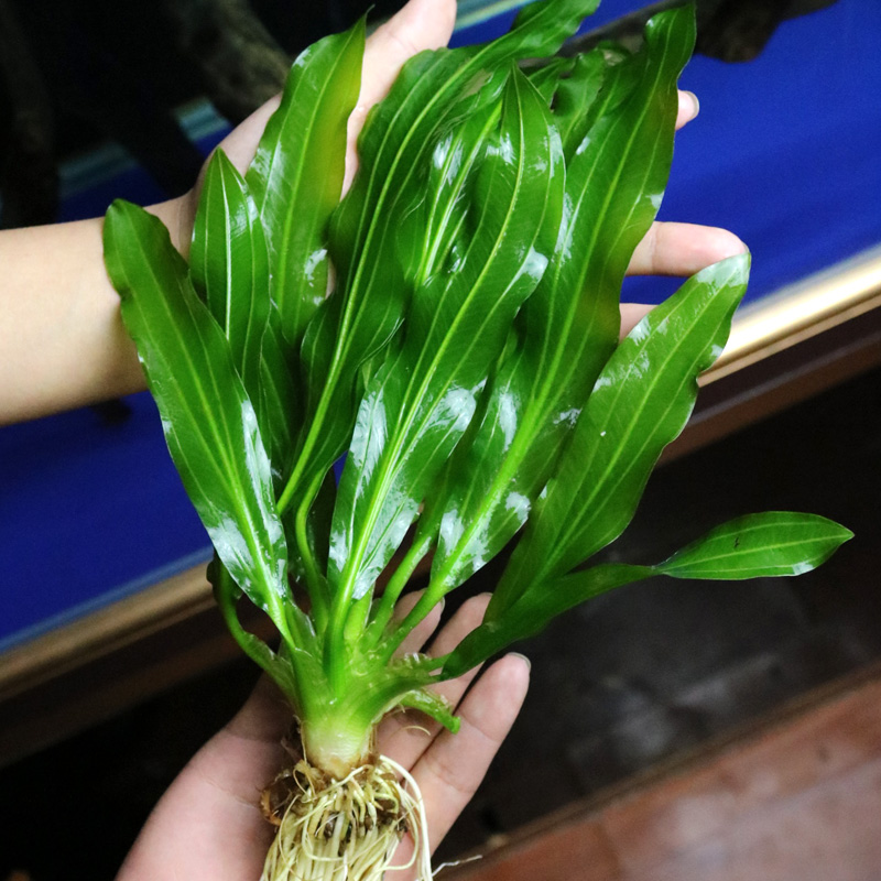 大九叶皇冠草真水草鱼缸装饰懒人水草淡水有茎类中后景性草高清大图