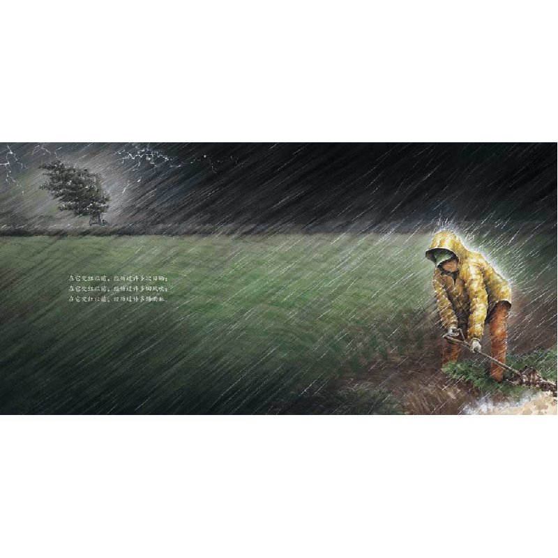 正版新书]我们的田野:大红枣(精)(韩)张锡周著(韩)刘梨绘高清大图