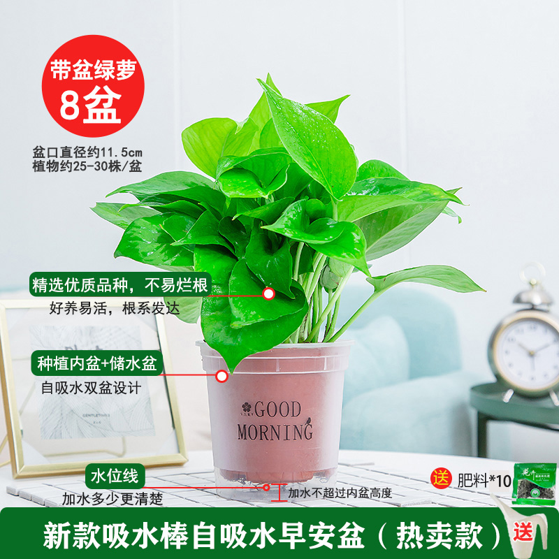 【补贴10%】绿萝盆栽除甲醛净化空内水培花卉绿植新房家用吸甲醛客厅好养 120#磨砂早安盆8盆送壶+10肥2