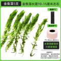 金鱼藻蜈蚣草水草植物绿菊鱼缸造景水培真草养鱼草缸绿植净水新草 均码 金鱼藻5支+1海绵+1净水环送圆心萍