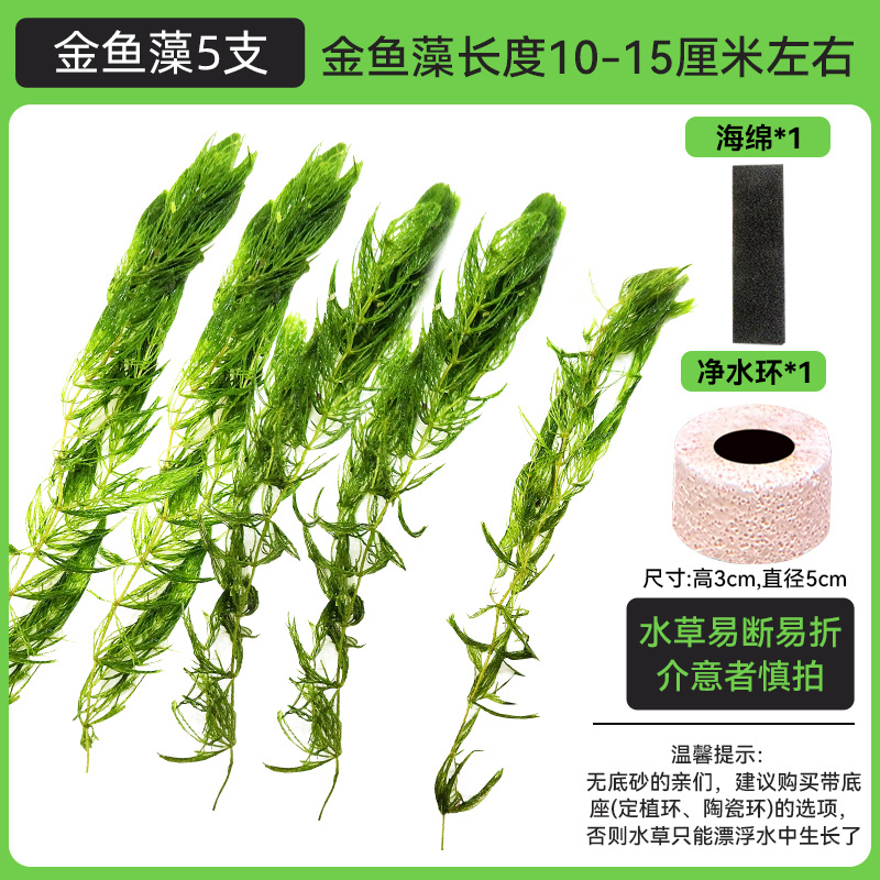 金鱼藻蜈蚣草水草植物绿菊鱼缸造景水培真草养鱼草缸绿植净水新手